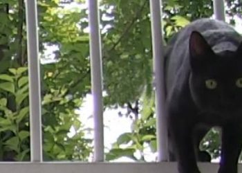 The stray black cat pretended to be pitiful and sympathetic. After the invasion, he tried to drive the dog out of the house, and even called his brothers to join him
