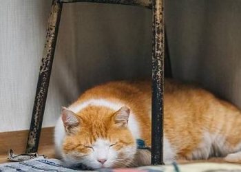 Before cats get sick, they will send out these “distress signals”, which can save lives!