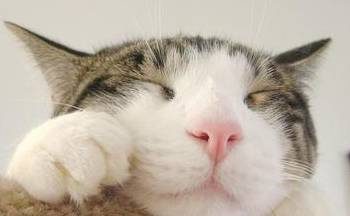 What should I pay attention to when raising a cat?