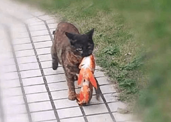kitten holding an ornamental fish
