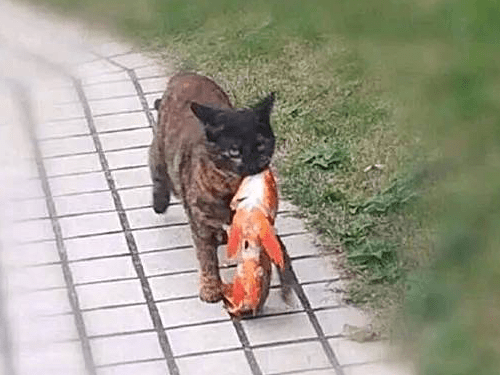 kitten holding an ornamental fish