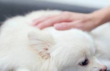 What are the symptoms of roundworms in the dog’s stomach?