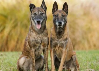 World’s smartest dog revealed… and it might surprise you