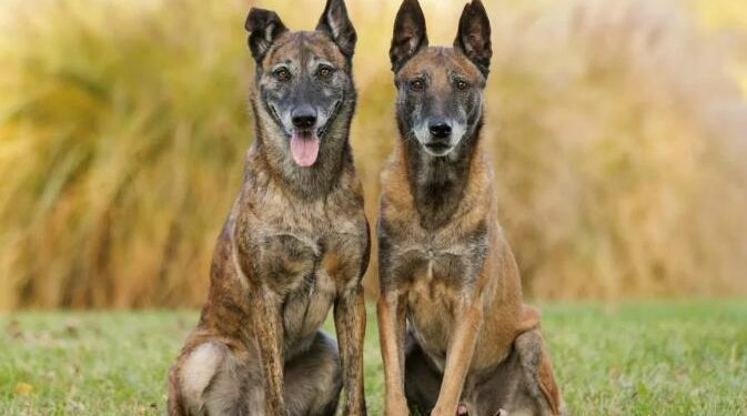 World’s smartest dog revealed… and it might surprise you