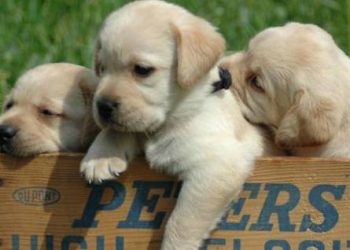 Can puppies who were born in February catch a cold and heal themselves?