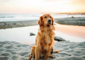 10 Basic Ways to Train a Dog