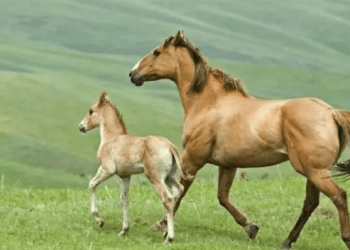 Why do horses stand up all day and night, and don’t sleep at night, or do they sleep standing up?