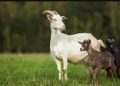 Farmer’s Reaction to Goat’s Surprise Babies Is Everything
