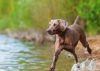 How to properly communicate with dogs?