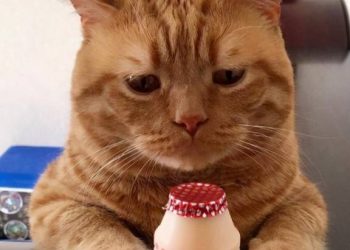 What is the daily life of an orange cat like?