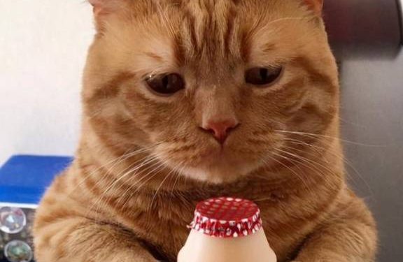 What is the daily life of an orange cat like?