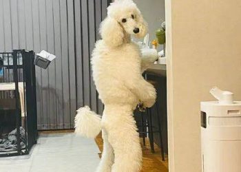 The owner photographed the dog standing and looking for something, this scene looks very human