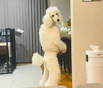 The owner photographed the dog standing and looking for something, this scene looks very human