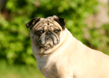 How can the dog be played when the dog is hostile to the owner?