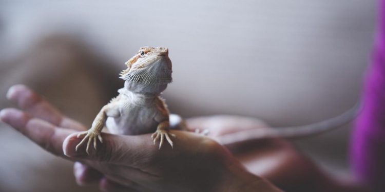 bearded dragon