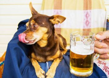 Will the dog be drunk if you drink it by mistake?