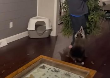 Funny Animal Videos 2023 ? – Funniest Dogs And Cats Videos ??#37