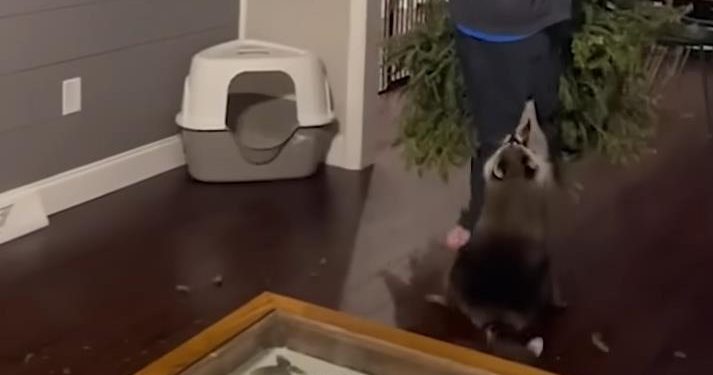 Funny Animal Videos 2023 ? – Funniest Dogs And Cats Videos ??#37