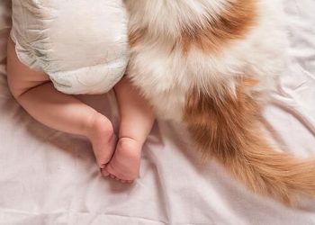 How to Introduce Pets to a New Baby