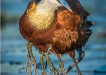 Photo Of Bird With 8 Legs Turns Out To Be The Sweetest Optical Illusion