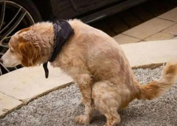 What should I do if the dog poops and pees indiscriminately?