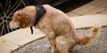 What should I do if the dog poops and pees indiscriminately?