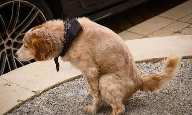 What should I do if the dog poops and pees indiscriminately?