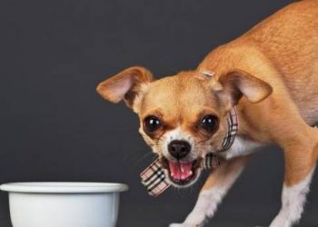 How to train owner awareness in front of pet dogs