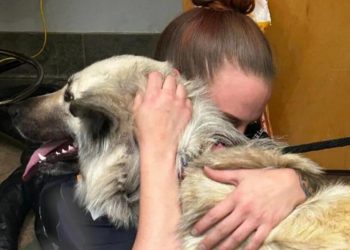 Heartbreaking note attached to abandoned dog leads to touching reunion with owner