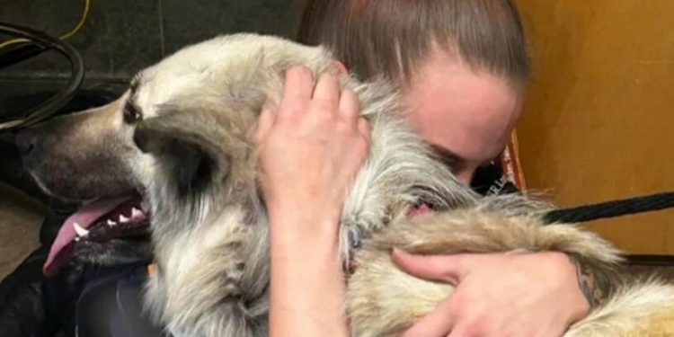 Heartbreaking note attached to abandoned dog leads to touching reunion with owner