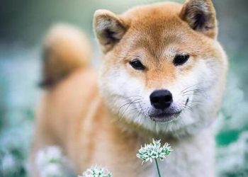 Dogs always shed their hair, and these may be the reasons! !