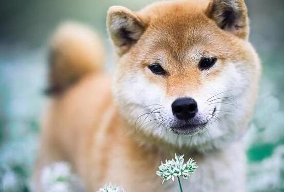 Dogs always shed their hair, and these may be the reasons! !