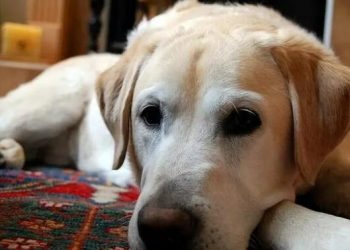 How to Care for an Elderly Dog Who Is Aging and May Die Anytime