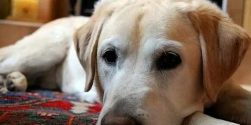 How to Care for an Elderly Dog Who Is Aging and May Die Anytime