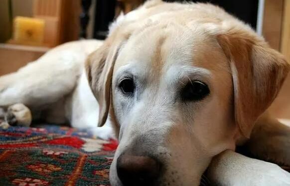 How to Care for an Elderly Dog Who Is Aging and May Die Anytime