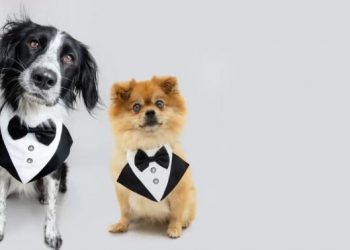 Cutest Boy Dog Names for Every Kind of Pet Owner