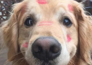 Global Dog Beauty Ranking