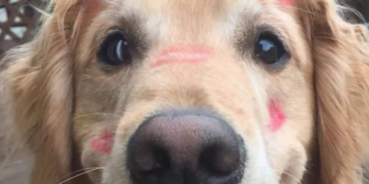 Global Dog Beauty Ranking