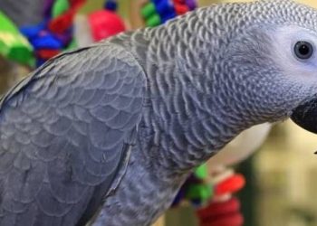This parrot imitates its owner’s voice and uses a voice assistant to buy strawberries online