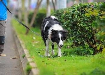 Walking the dog for a long time has many benefits for the physical and mental health of the dog!