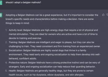 text features Chat GTP's answer on whether to adopt a belgian malinois