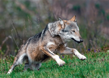 Hybrid wolves appeared in the Alps, dared to chase cattle during the day, and ran 60 kilometers to hunt wild deer at night