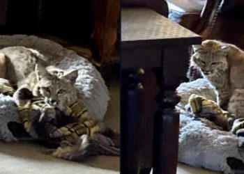Arizona resident comes home to bobcat in dog’s bed