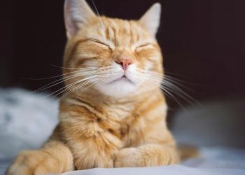 Why your pet could be wrecking your sleep