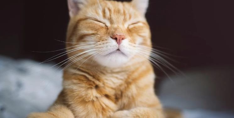 Why your pet could be wrecking your sleep