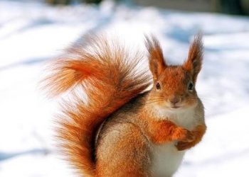 Answers to pet questions: Can squirrels be pets?
