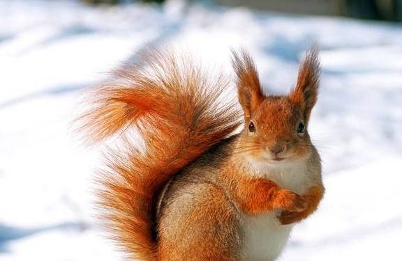 Answers to pet questions: Can squirrels be pets?