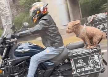 Take Teddy for a ride on a motorcycle, it sits in the back and is blown into a car seat, it’s a bit dangerous