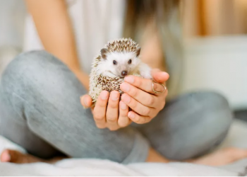 What Is an Exotic Pet?