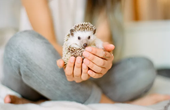 What Is an Exotic Pet?